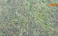 Ngập úng kéo dài ở vùng trồng lúa