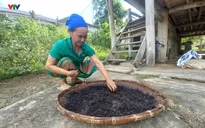 Hồi sinh chè “Tán Ma” - Hương vị trà cổ trên non cao