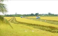 Đường dài cho lúa gạo