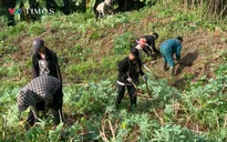 Nông dân Lai Châu gặp khó vì giá sắn xuống thấp