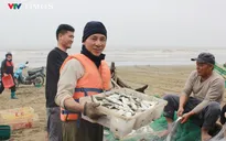 Ra khơi đầu năm, ngư dân Thanh Hóa trúng đậm mùa cá trích