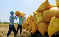 Xuất khẩu gạo: Nỗi lo về giá