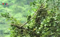 Phim tài liệu: Thiên nhiên Phong Nha - Phần 5