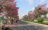 Sóc Trăng lần đầu tổ chức tuần lễ hoa kèn hồng