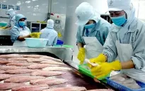 Giá cá tra cao nhất 3 năm