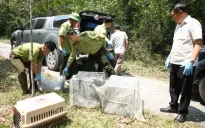 Thả 42 cá thể động vật hoang dã quý hiếm về với tự nhiên tại Vườn quốc gia Chư Yang Sin
