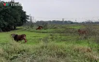 Hà Nội: Dự án Điểm thông quan nội địa đình trệ nhiều năm, thành bãi chăn bò