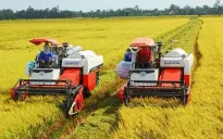 Ngân hàng Nhà nước yêu cầu đảm bảo cung ứng vốn thu mua lúa gạo