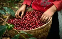Giá cà phê tăng mạnh