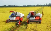 Gạo Việt Nam trụ vững với phân khúc chất lượng cao