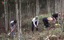 Lai Châu: Người Cống đất Nậm Chà đưa cây ‘vàng xanh’ phủ xanh đồi trọc