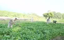 Tổ chức tha người được đặc xá vào ngày 1/5