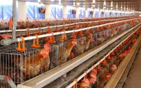Hà Nội: Đẩy mạnh phát triển nông nghiệp ứng dụng công nghệ cao, nông trại điện tử