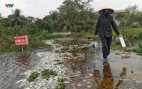 Cá chết hàng loạt trên suối Cổ Đam do nguồn nước bị ô nhiễm