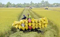 Đẩy mạnh cho vay thu mua tạm trữ lúa gạo