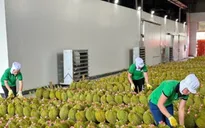 Cần thống nhất kiểm định sầu riêng xuất khẩu