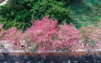 Rực rỡ đường hoa kèn hồng