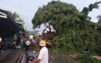 Cây si cổ thụ bật gốc trong mưa lớn ở Lâm Đồng, đè trúng ô tô tải