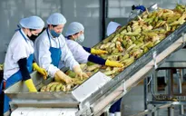 Nông sản rốt ráo tìm kiếm thị trường mới