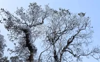 Băng giá hiếm gặp giữa tháng 3 ở vùng núi Lào Cai, Yên Bái