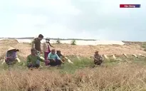 Hậu Giang: Nhiều diện tích lúa bị chết khô