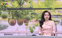 Bản tin tiếng Việt 12h VTV4 - 21/3/2025