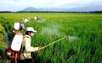 Đề xuất sửa Danh mục thuốc bảo vệ thực vật được phép sử dụng tại Việt Nam