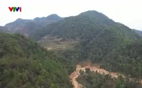 Tái sinh rừng bằng quả pháo hạt giống