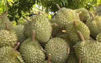 Xuất khẩu rau quả cả nước giảm 3 tháng liên tiếp