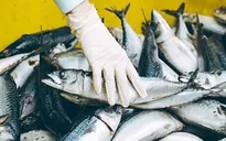 EU sẽ kiểm soát asen vô cơ trong nhiều loại thủy sản nhập khẩu