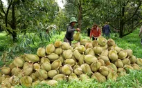 Điều chỉnh quy trình canh tác sầu riêng để kiểm soát cadimi