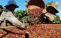 Giá cà phê tiếp tục lập kỷ lục