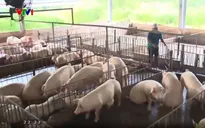 Giá thịt lợn sẽ sớm ổn định