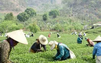 Sơn La phát triển bền vững: Khởi sắc vùng đồng bào dân tộc thiểu số