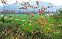 Chiêm ngưỡng cây gạo hàng trăm năm tuổi ở Quảng Bình