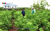 Từ những miền quê: Bình yên Bảo Lộc