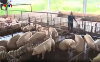 Giải pháp để hạ nhiệt giá thịt lợn