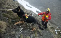 Chó cứu hộ: Những 'người hùng' trong các vụ lở tuyết trên dãy Alps