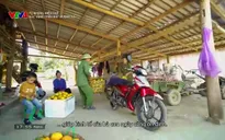 Từ những miền quê: Sắc vàng trên đất Mường Và