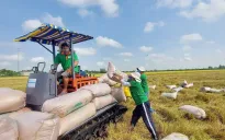 Thách thức và cơ hội của ngành hàng lúa gạo