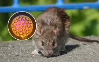 Cảnh báo nguy cơ tử vong do mắc virus hiếm lây lan từ chuột