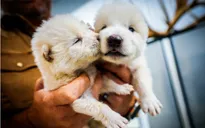 Hồi sinh thành công sói trắng tuyệt chủng cách đây 12.500 năm