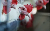 Các cơ sở y tế chủ động phòng chống dịch bệnh cúm gia cầm lây sang người