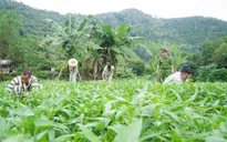 Đặc xá 2025: Cánh cửa mở ra tương lai cho người lầm lỡ