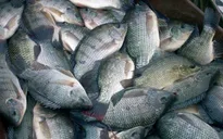 Tiềm năng của thị trường cá rô phi