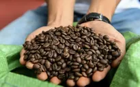 Giá cà phê hồi phục mạnh