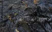 Quảng Ninh: Nhanh chóng dập tắt đám cháy rừng tại thành phố Uông Bí