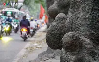 Hà Nội: Dự kiến dịch chuyển, chặt hạ 357 cây xanh để thi công đường Hoàng Cầu - Voi Phục