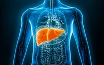 Nhật Bản đi đầu thế giới trong phát triển gan thu nhỏ từ tế bào iPS