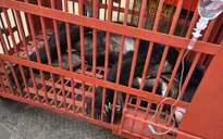 Thêm nhiều địa phương chuyển giao gấu nuôi nhốt về các vườn quốc gia
